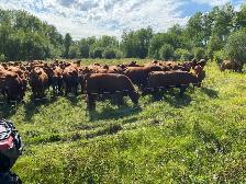 Bred Red Angus Heifers - Photo 5