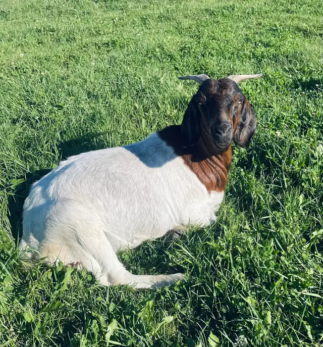 Boer doe for sale