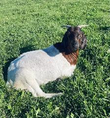 Boer doe for sale