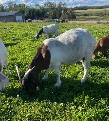 Boer doe for sale - Photo 2