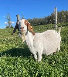 Boer doe for sale!