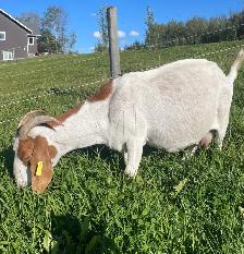 Boer doe for sale! - Photo 2