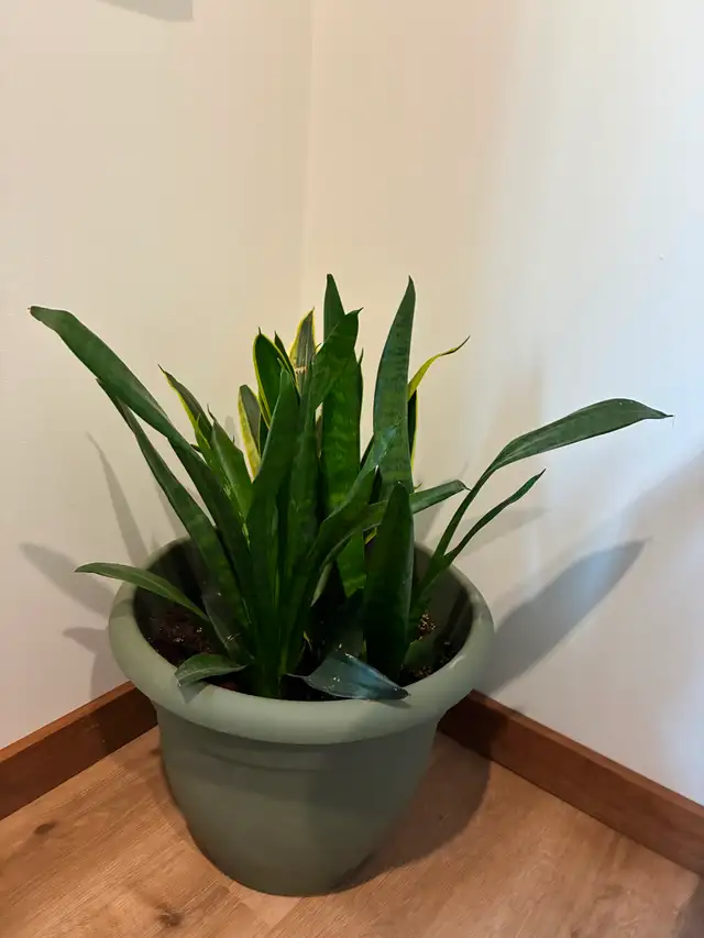 Snake Plants with Pot