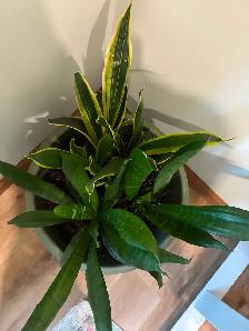 Snake Plants with Pot - Photo 2
