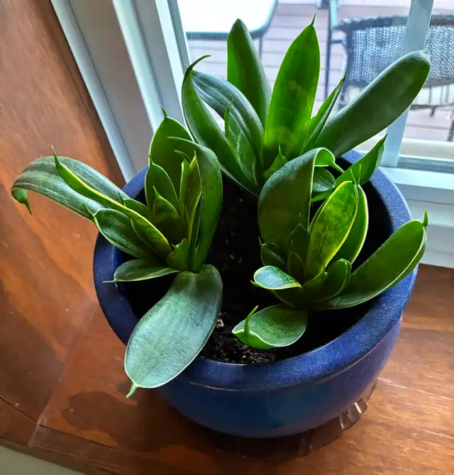 Dwarf Snake Plant with Pot
