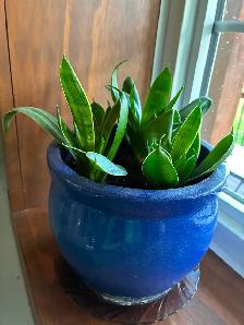 Dwarf Snake Plant with Pot - Photo 2