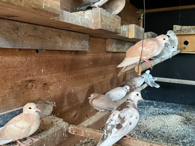 Beautiful ring neck Dove s