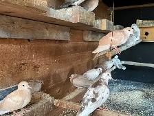Beautiful ring neck Dove s