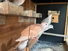 Beautiful ring neck Dove s - Photo 2
