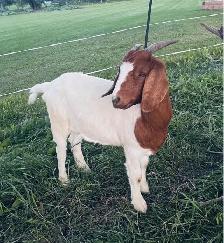 ready to breed Boer doeling
