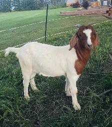 ready to breed Boer doeling - Photo 2