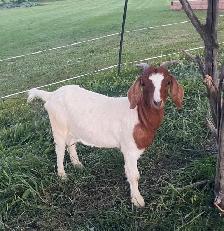 ready to breed Boer doeling - Photo 3