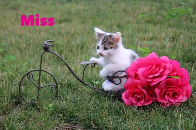 Adorably Cute Kittens for sale (Vet Checked with First Vaccine)