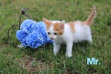 Adorably Cute Kittens for sale (Vet Checked with First Vaccine) - Photo 2
