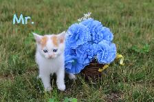 Adorably Cute Kittens for sale (Vet Checked with First Vaccine) - Photo 4