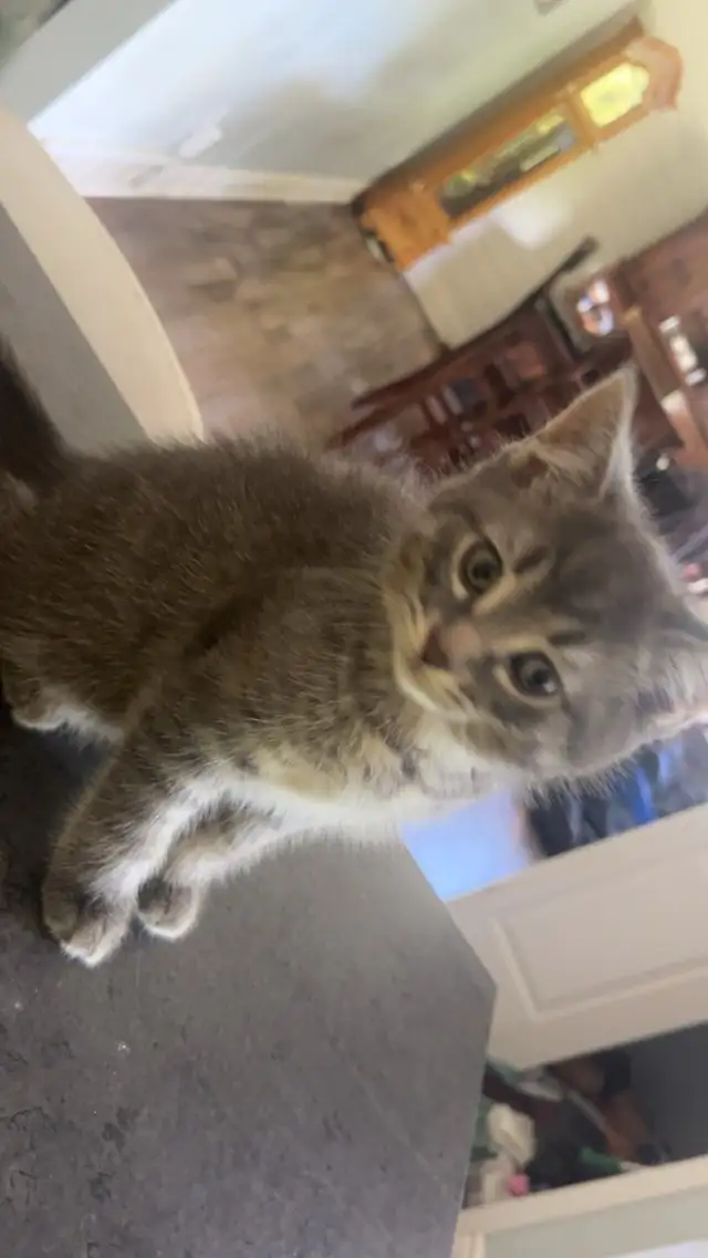 free male kitten