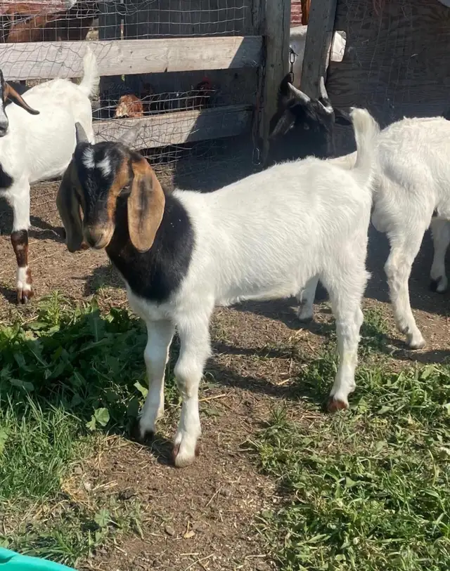 Boer bucklings
