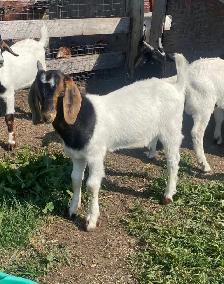 Boer bucklings