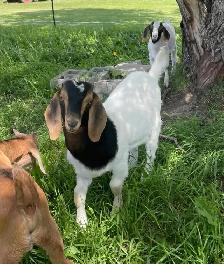 Boer bucklings - Photo 2