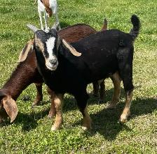 Boer bucklings - Photo 3