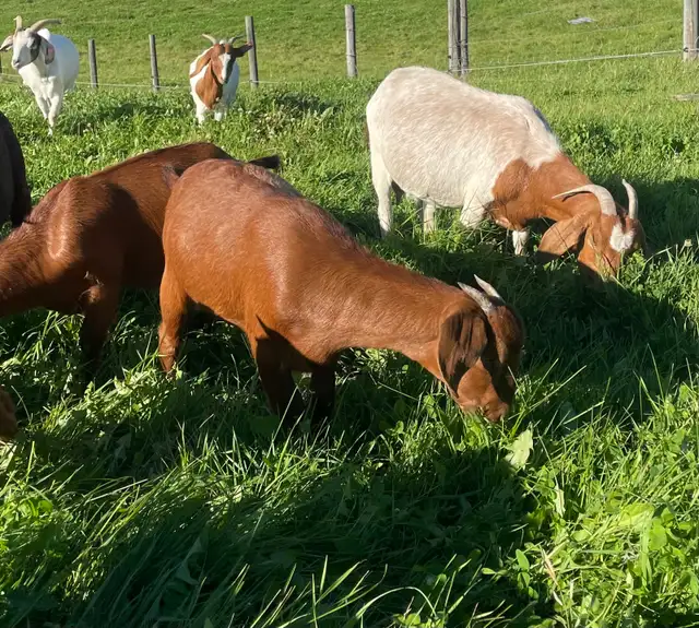 Boer doelings for sale..
