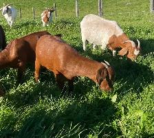 Boer doelings for sale..