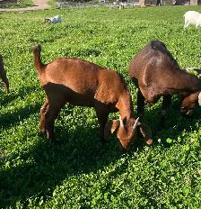 Boer doelings for sale.. - Photo 2