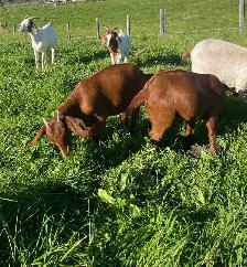 Boer doelings for sale.. - Photo 3