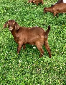 Boer doelings for sale.. - Photo 4