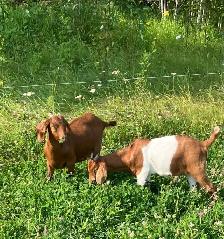 Boer doelings for sale.. - Photo 5