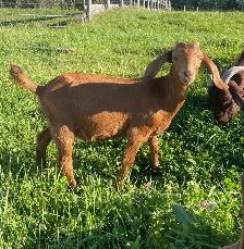 Boer doelings for sale.. - Photo 6