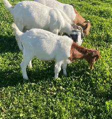 Boer doelings for sale.. - Photo 7