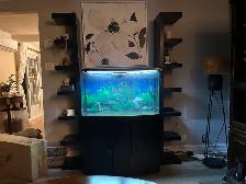 Aquarium 50 gallons