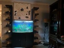 Aquarium 50 gallons - Photo 3