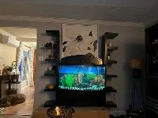 Aquarium 50 gallons - Photo 4