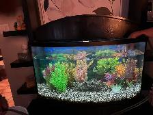 Aquarium 50 gallons - Photo 5