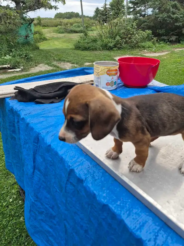 Miniature Dachshund Puppy