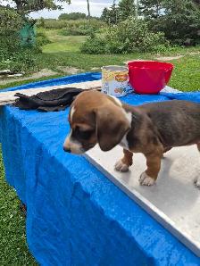 Miniature Dachshund Puppy