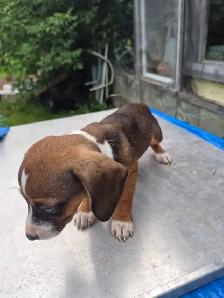 Miniature Dachshund Puppy - Photo 2