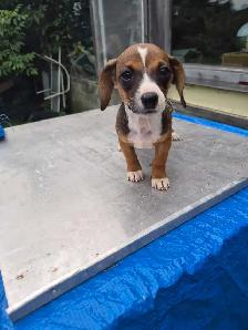 Miniature Dachshund Puppy - Photo 3