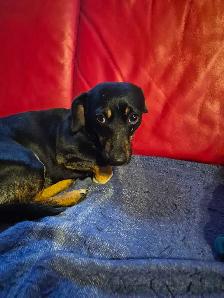 Miniature Dachshund Puppy - Photo 5