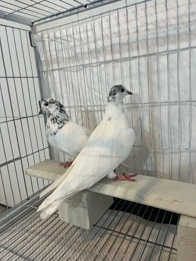35 Walay Pigeons For Sale