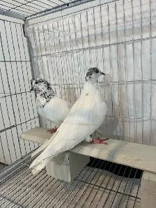 35 Walay Pigeons For Sale