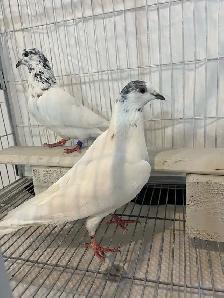 35 Walay Pigeons For Sale - Photo 2