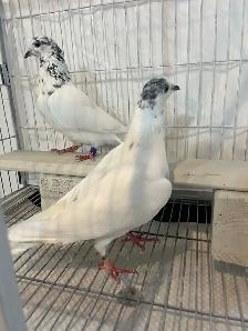 35 Walay Pigeons For Sale - Photo 3