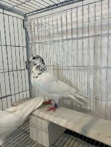 35 Walay Pigeons For Sale - Photo 4