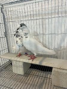 35 Walay Pigeons For Sale - Photo 5