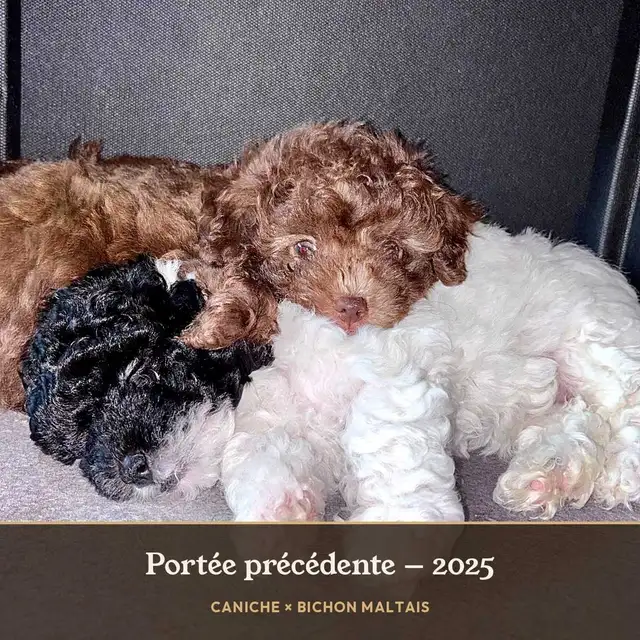 Adorables chiots Caniche × Bichon maltais (5–8 lb) Hypoallergène
