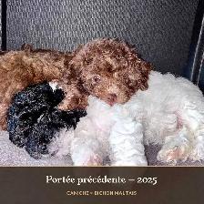 Adorables chiots Caniche × Bichon maltais (5–8 lb) Hypoallergène