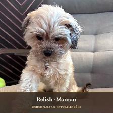 Adorables chiots Caniche × Bichon maltais (5–8 lb) Hypoallergène - Photo 2